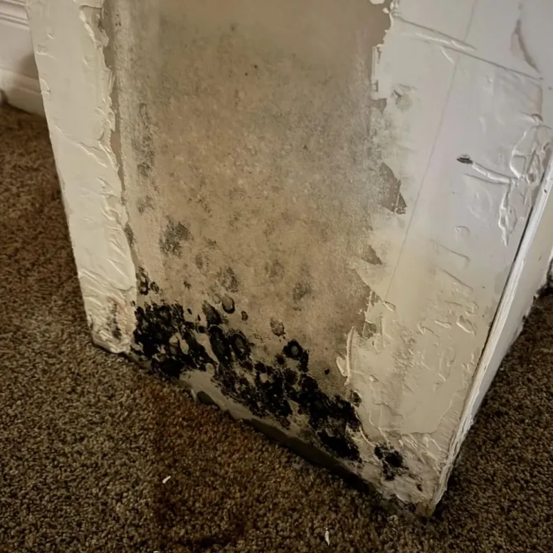 Professional Mold Removal in North Liberty, IA